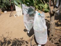 Mangos Osteen protector frutos (17.08.19).JPG