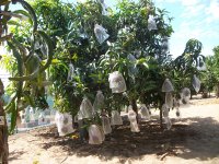 Mangos, frutos embolsados (24.07.25) 1.JPG