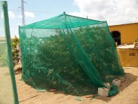 Albaricoquero con mallazo 825.05.18) 3.JPG