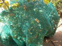 Mandarino con malla mosquitera (19.11.15) 1.JPG