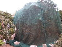 Naranjo Valencia Late mallazo (27.07.21) 4.JPG