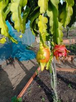 Pitaya Purple Haze, Dragón en coloreando a rojo(20.12.25) 1.jpg