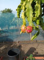 Pitaya Purple Haze, Dragón en coloreando a rojo(20.12.25) 2.jpg