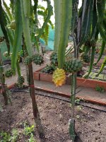 Pitaya Palora, amarilla en planta (20.12.25).jpg