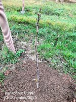 Bensonhur Purple.jpg