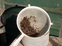 Ceratitis (01.10.10) 2.JPG