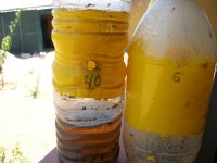 Botellas trampa ceratitis (19.05.14) 3.JPG