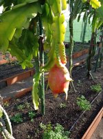 Pitaya Purple Haze, Dragón en planta (05.01.26) 1.jpg