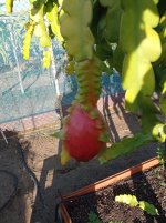 Pitaya Purple Haze, Dragón en planta (05.01.26) 2.jpg