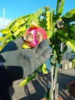 Pitaya Purple Haze, Dragón en planta (05.01.26) 3.jpg