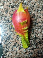 Pitaya Purple Haze, cosecha Dragón (05.01.26) 3.jpg