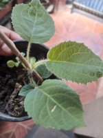 WhatsApp Image 2026-01-18 at 12.26.36.jpeg