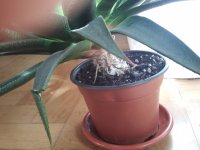 G.Bedinghausii - Tallo, raiz hacia suelo v.med.jpg