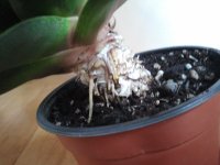 G.Bedinghausii - Tallo, raiz hacia suelo.jpg