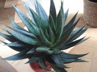 G.Bedinghausii, Gnal.2026.jpg