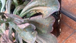 WhatsApp Image 2026-02-03 at 11.36.41 AM.jpeg