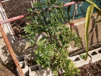 Azufaifo  (30.11.24).JPG