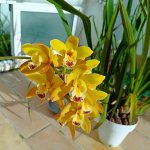 Cymbidium amarillo.jpeg