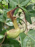 Aristolochia_trilobata4DB.jpg