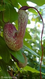 Aristolochia_trilobata.jpg