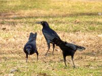i-actually-really-like-grackles-v0-kkgbcyrkdooe1.jpg