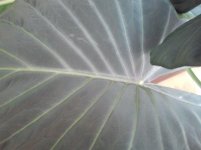 A.Wentii H.Nueva_.jpg