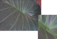 A.Wentii H.Veterana 1_.jpg