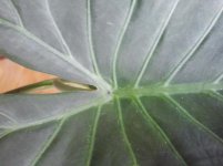 A.Wentii H.Veterana 2_.JPG