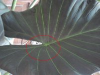 A.Wentii H.Veterana 3_.JPG