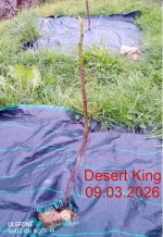 Desert king 09.02.2026.jpg
