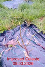 Improved Celeste 09.02.2026.jpg