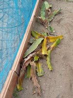 Pitaya, pencas podridas (01.03.26) 3.jpg