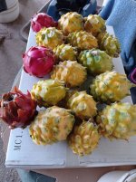 Pitayas Palora, cosecha (01.03.26) 2.jpg