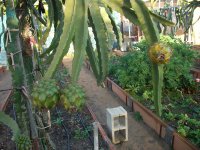 Pitayas Palora en planta (26.02.25) 4.JPG