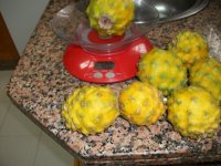 Pitayas Palora, cosecha (14.04.25) 1.JPG