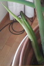 M.Deliciosa - 2026 Mar.Rama 2 H.3a, exito_.jpg