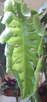 M.Deliciosa 2026 Mar.Rama 2 H.3a despliegue Front_.jpg