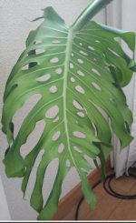 M.Deliciosa 2024 Sep.Rama 1 H.1a Back_.jpg