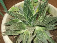 Gastrolea Beguinii.jpg