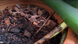 Esquejado - Separacion Tronco_R.Aerea 0.jpg