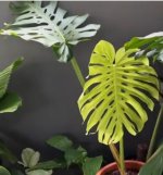 Esquejado - Nuevas H.Esqueje sup.jpg