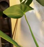 Esquejado - Nuevas H.Pl.Madre.jpg