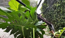 Esquejado - Infraestr.Elev.jpg