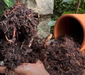 Esquejado - Sustrato transplante defin.jpg