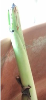 M.Deliciosa - Garantia exito Hoja segun sit.yema.jpg