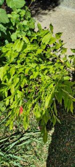 WhatsApp Image 2026-04-05 at 13.10.44 (1).jpeg