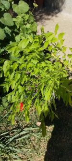 WhatsApp Image 2026-04-05 at 13.10.44.jpeg