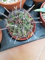 1 ferocactus latispinus.jpg