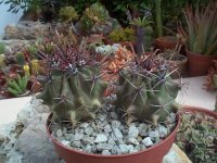 ferocactus crasilis.jpg