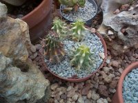 ferocactus robustus.jpg